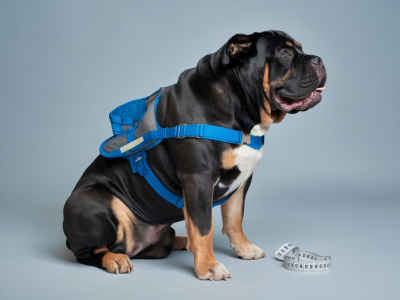 How to fit and acclimate a bullmastiff to a mobility sling and harness: measurements, recommended gear and step-by-step training